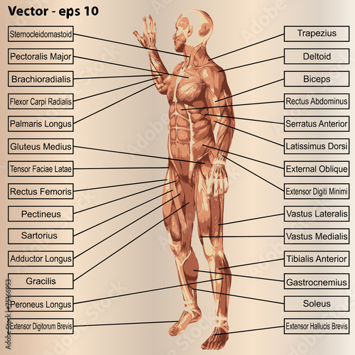 3D human male anatomy with muscles and text