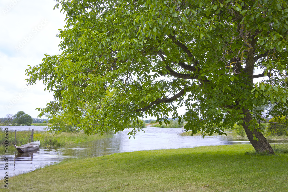 Beautiful Walnut Tree