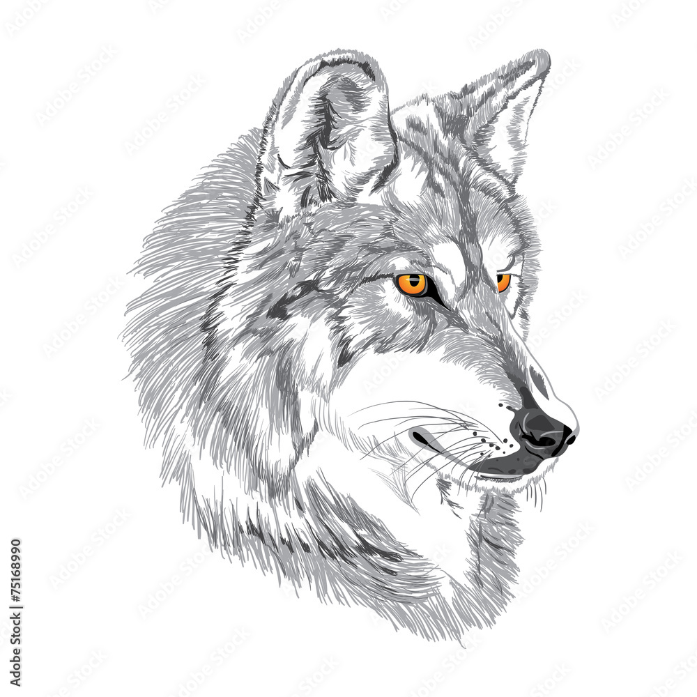 Wolf muzzle sketch Wolf muzzle sketch