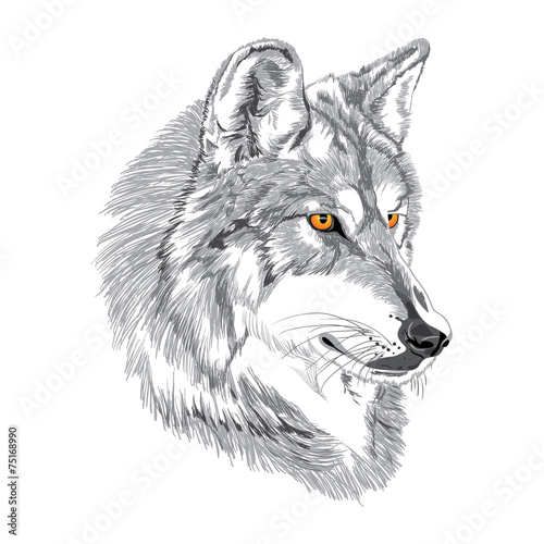 Wolf muzzle sketch