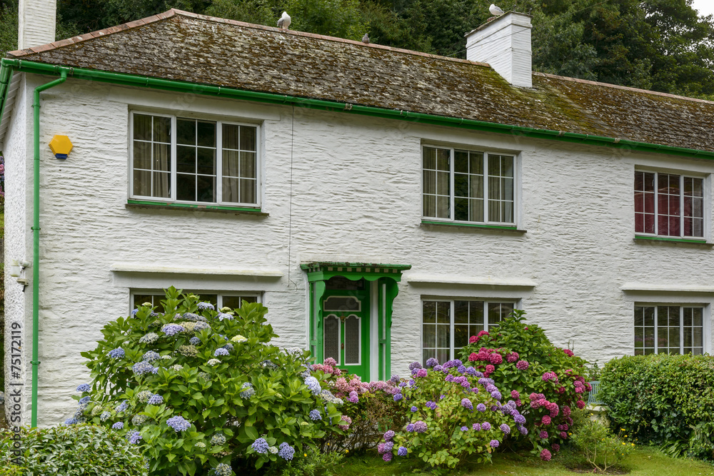 hydrangea and cottage, Polperro