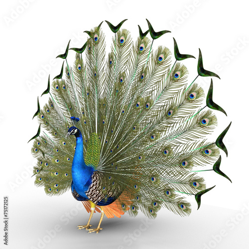 Peafowl