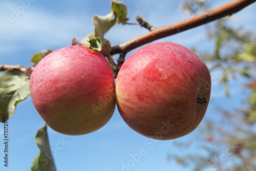 Billede på lærred Red ripe winter variety apples against a blue sky