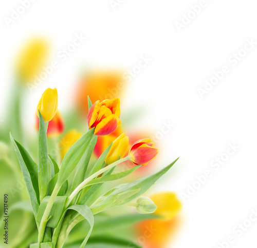 Fototapeta Naklejka Na Ścianę i Meble -  red and yellow fresh tulips