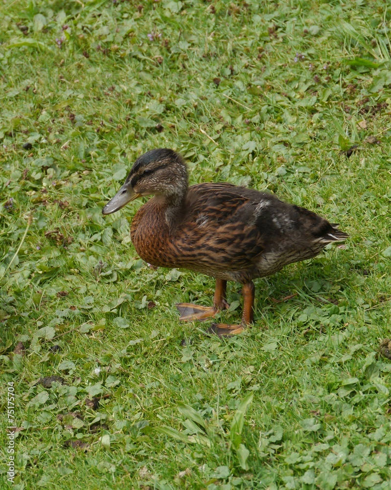 Fototapeta premium A young mallard on the grass