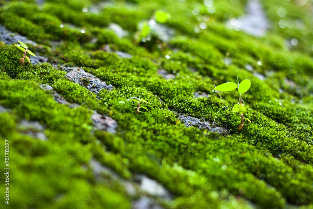 moss