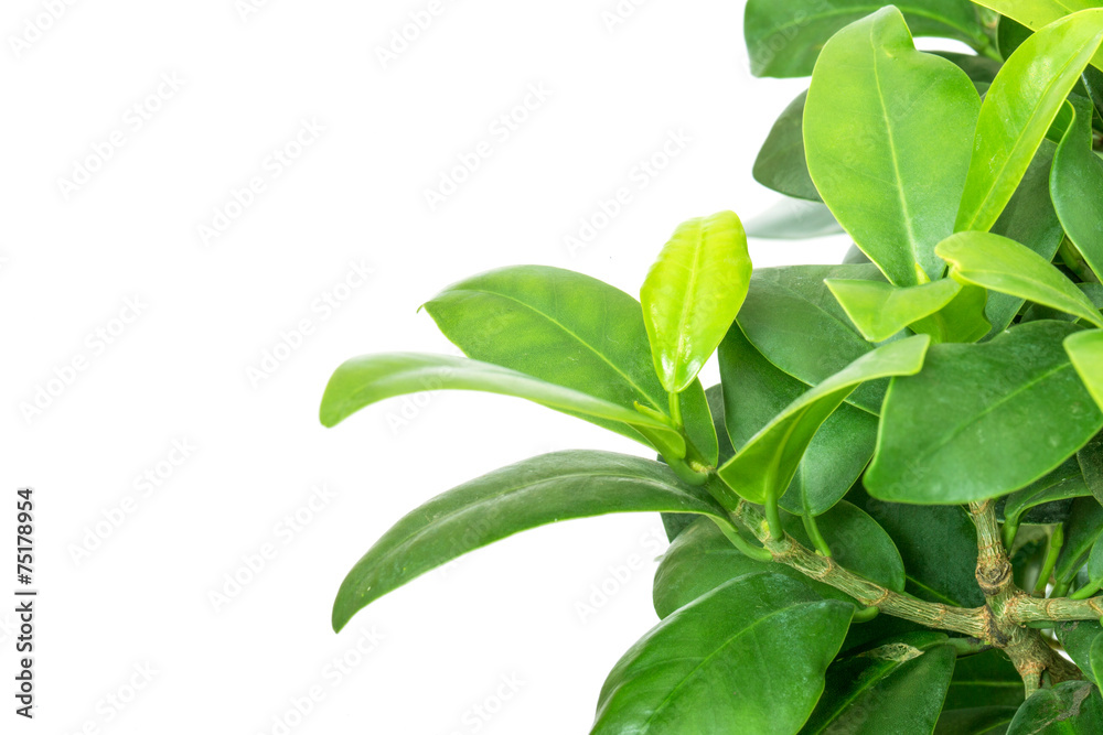tree tree