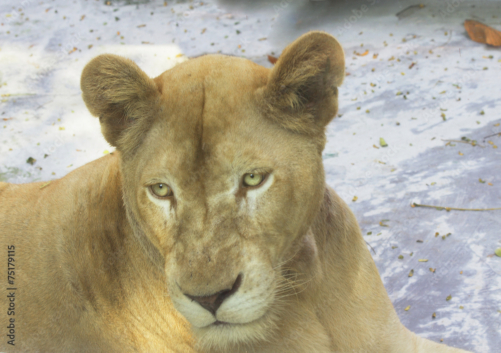 Naklejka premium Животное львица