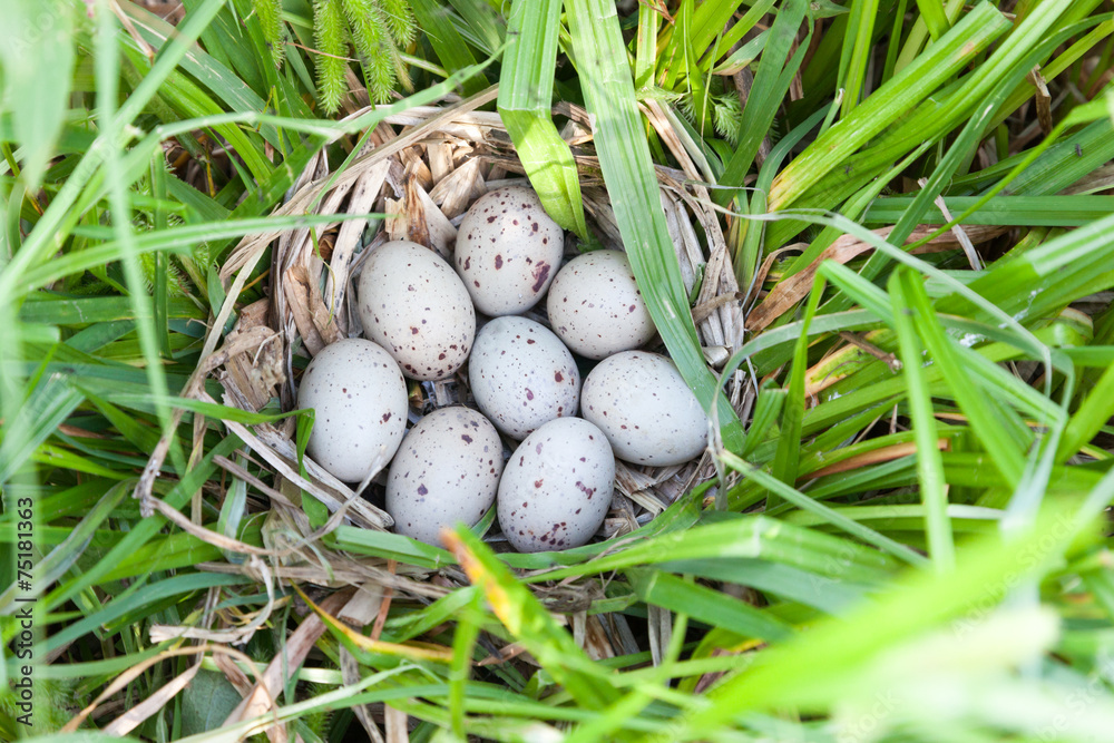 The nest of Moorhen (Gallinula chloropus) The nest of Moorhen (Gallinula chloropus)