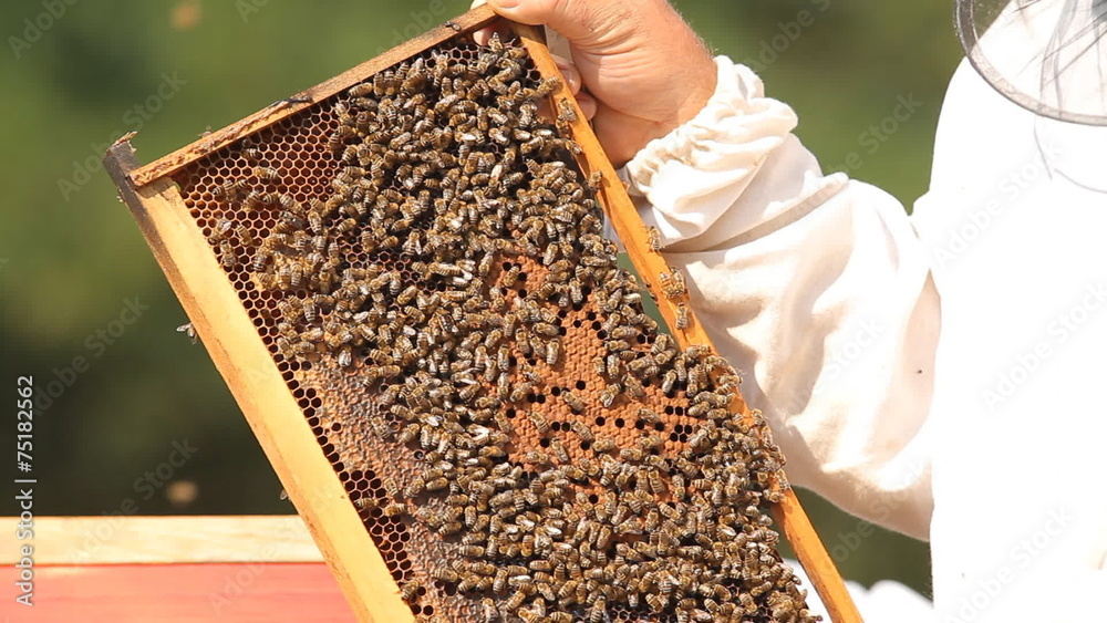 Beekeeper checking frames in beehive