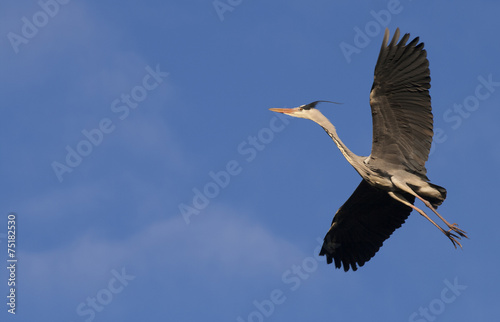Flying heron bird on a blue sky © mauvries