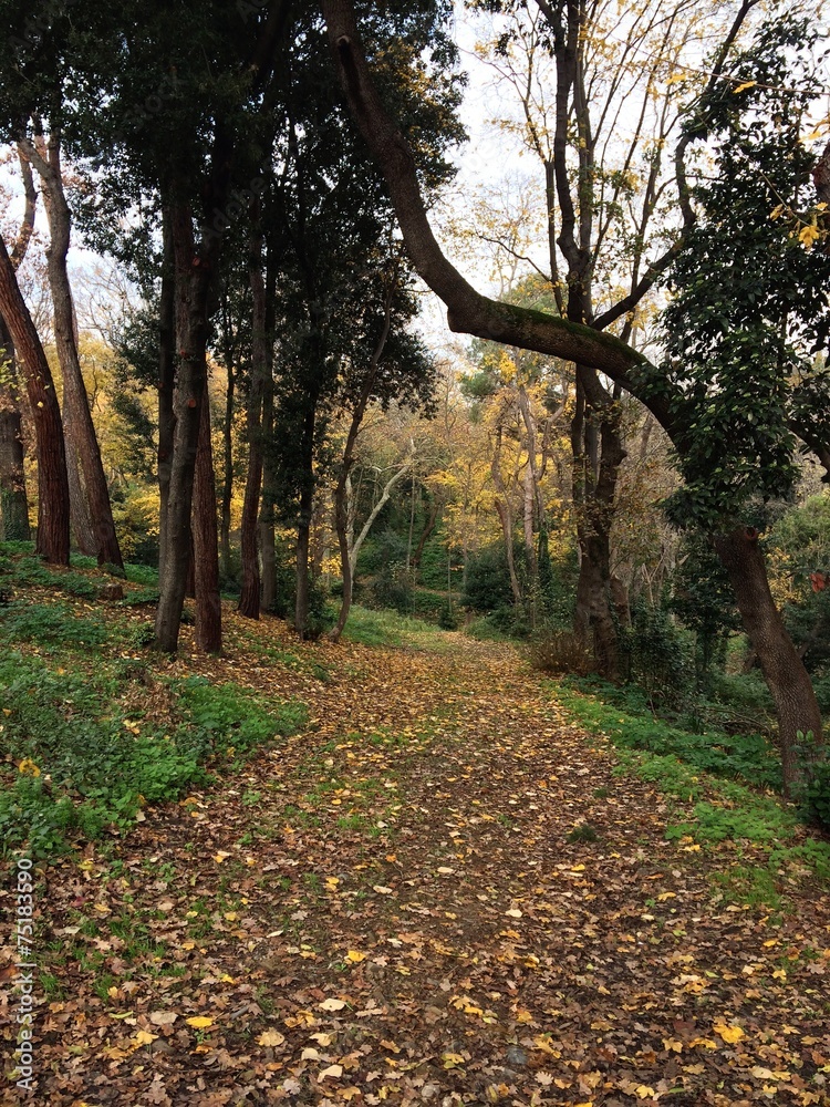 Naklejka premium autumn