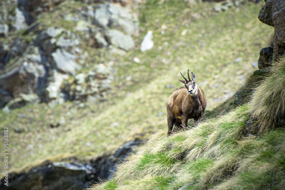 Alpine chamois in Gran Paradiso National Park, Italy