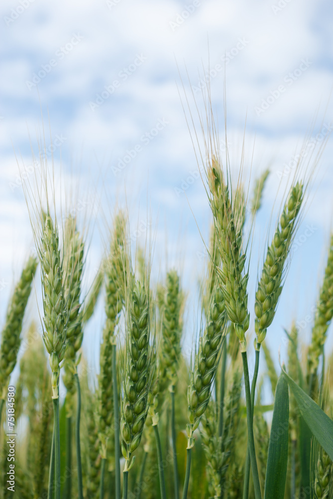 Young ears of grain on the background of blue sky Young ears of grain on the background of blue sky