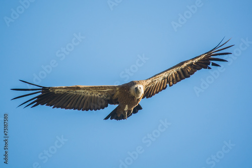 Gyps fulvus