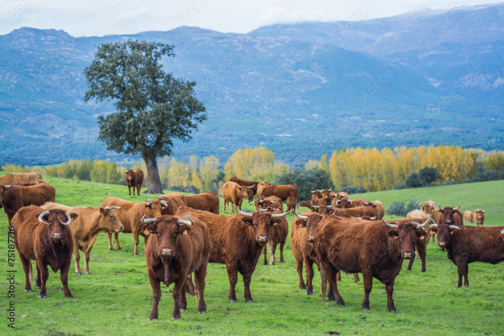 Fototapeta premium cow