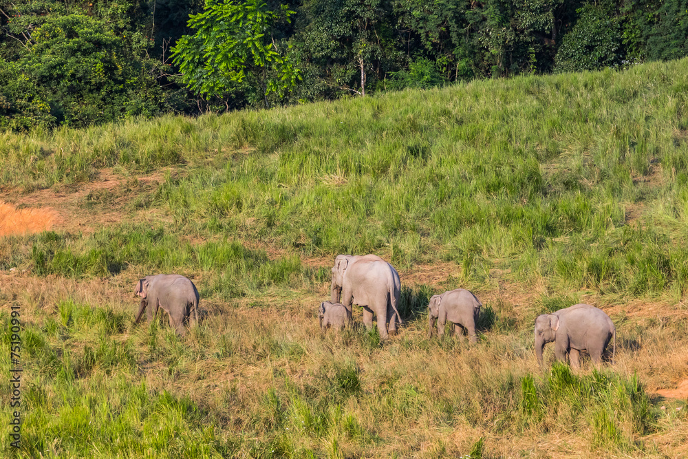 Group of Wild Elephant walking to salt lick in the field Group of Wild Elephant walking to salt lick in the field