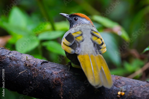 Backside of Silver-eared Laughingthrush photo