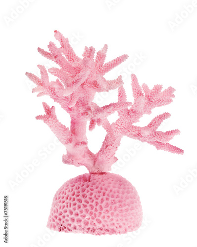 light pink coral isolated on white