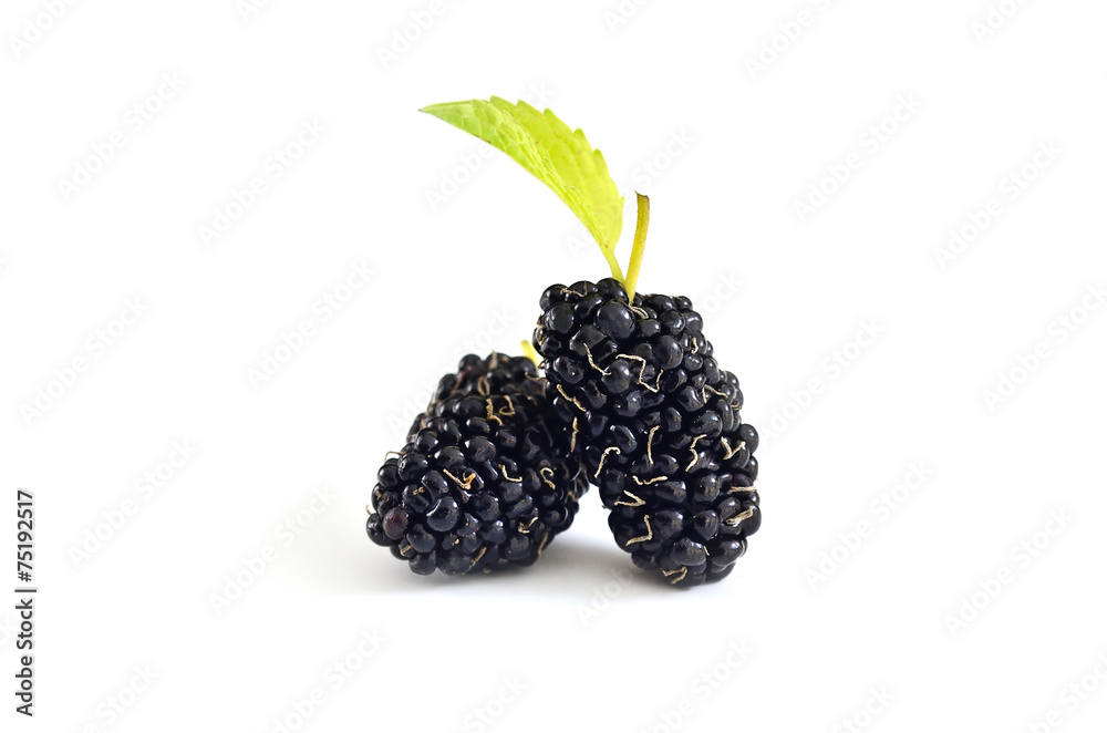 Mulberry with leaf isolated on white background Mulberry with leaf isolated on white background