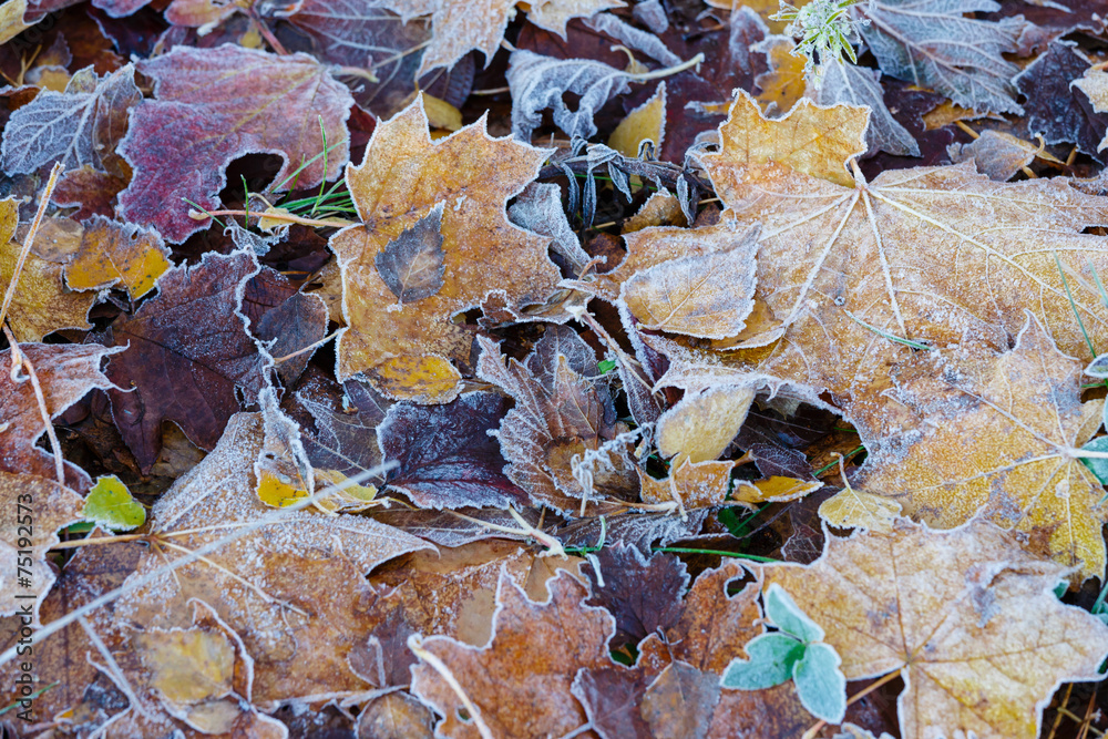 Leaves covered with hoarfrost