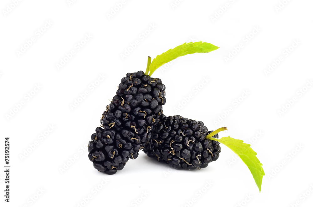 Mulberry with leaf isolated on white background Mulberry with leaf isolated on white background