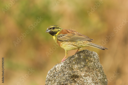 Emberiza cirlus photo