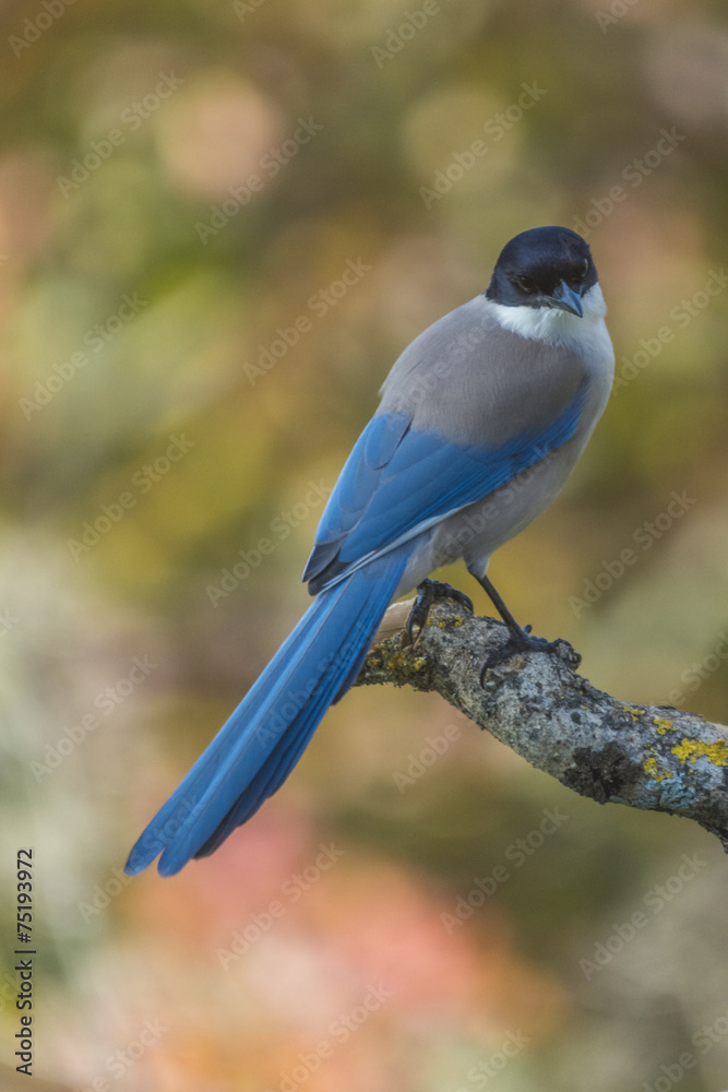 Obraz premium Cyanopica cyanus