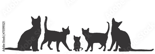Кошки