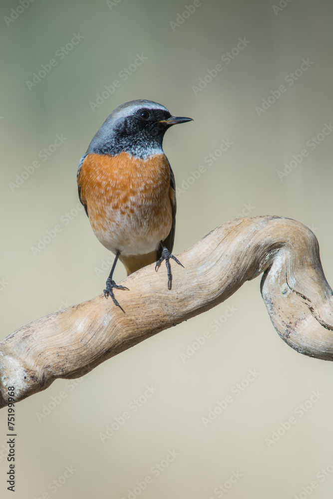 Fototapeta premium Phoenicurus phoenicurus