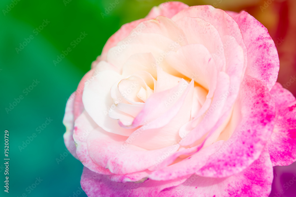 Closeup beautiful macro pink rose Closeup beautiful macro pink rose