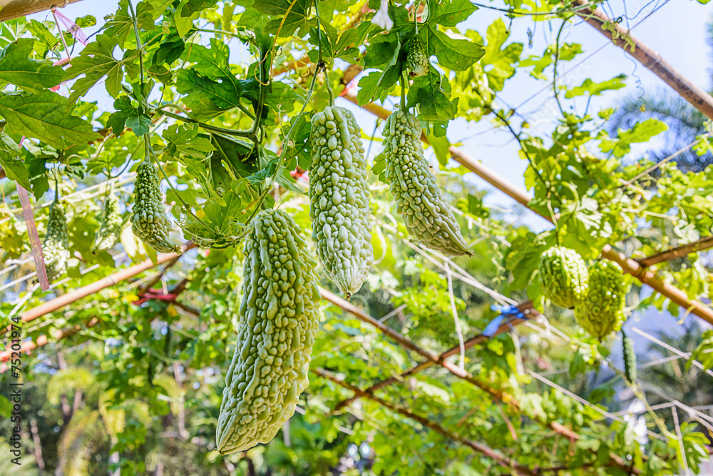 Bitter melon. Bitter melon.