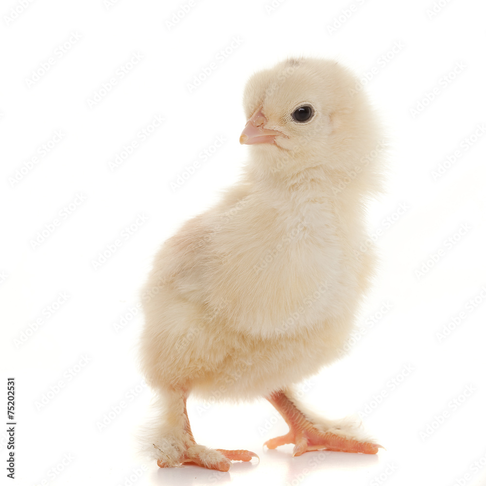 Obraz premium Small fluffy chickens