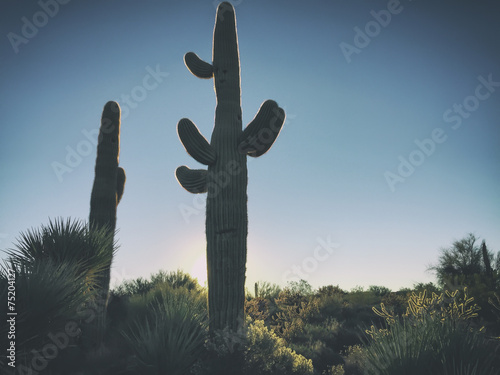 Desert landscape saguaro cactus Arizona USA