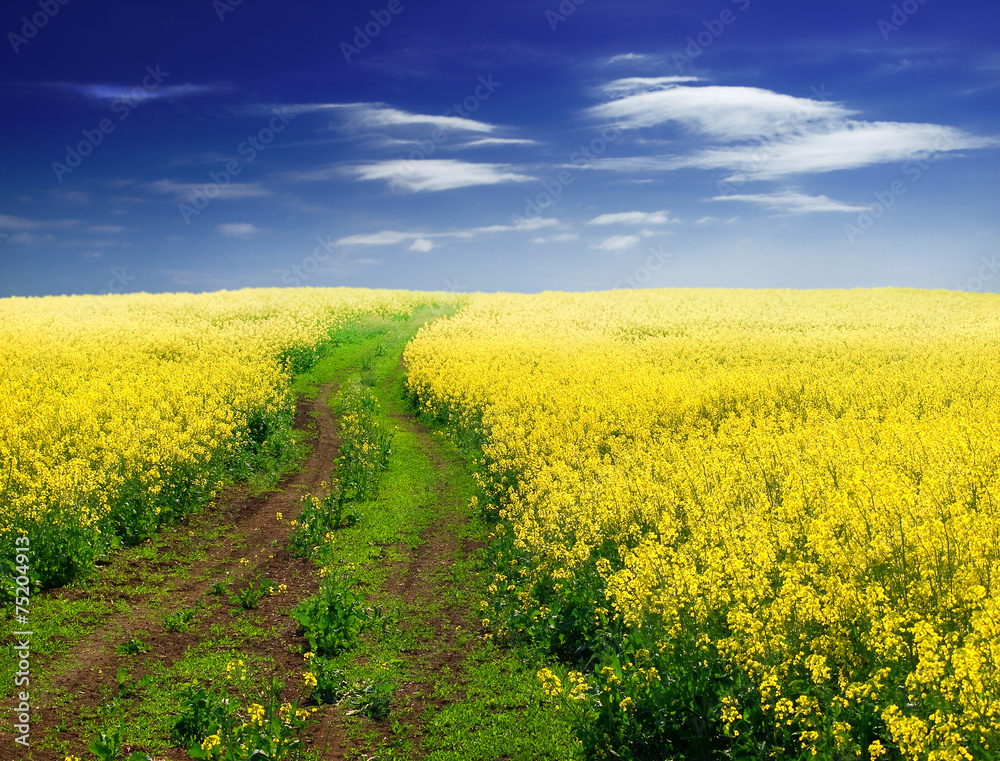 Dirt road between canola fields on a farm