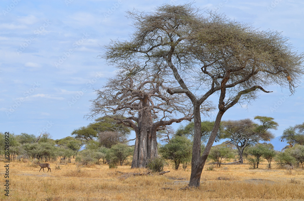 Savanna and Baobab