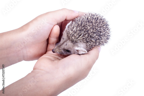 The little hedgehog in the hands