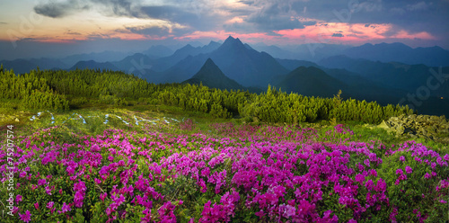 Blooming rhododendrons among alpine