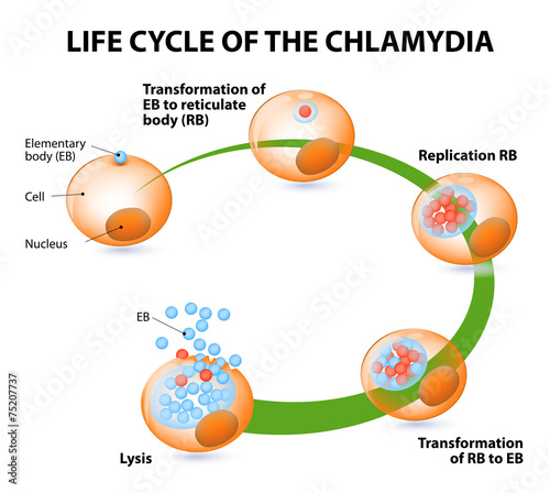 The chlamydial life cycle