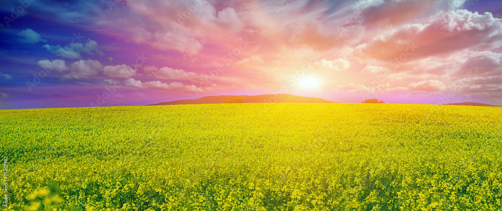 Naklejka premium rapeseed field