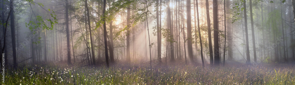 Magic Carpathian forest at dawn