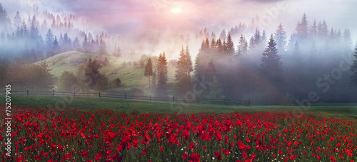 alpine poppies in the Carpathians