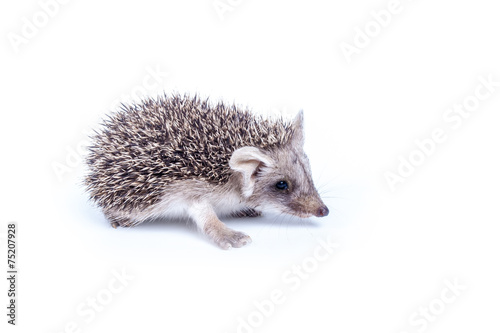Little hedgehog
