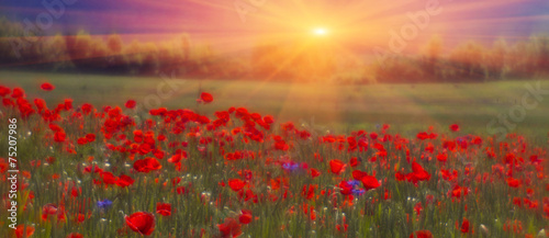 Field with bright blooming poppies