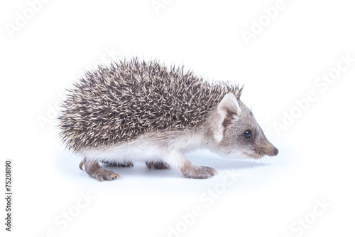 Little hedgehog © Dmitriy Goncharenko