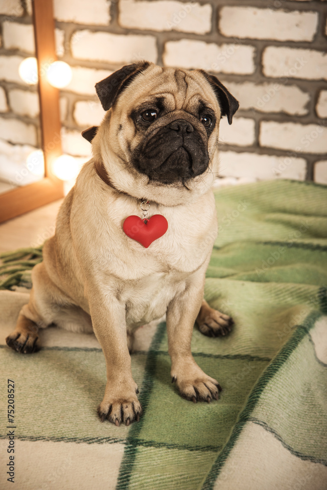 Fototapeta premium pug dog