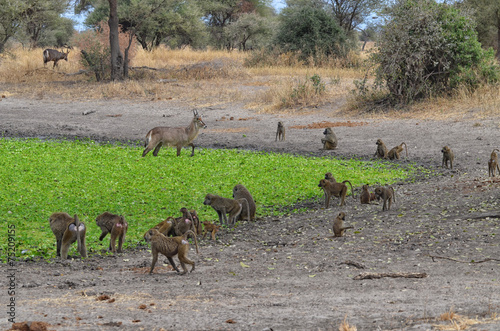 Group of Baboons with Antelopes