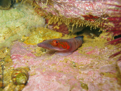 Connemara clingfish Lepadogaster candolii photo