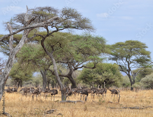 Herd of Ostriches