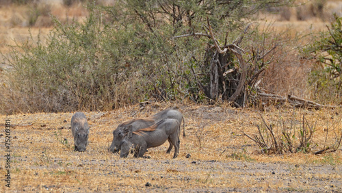 Eating Warthogs